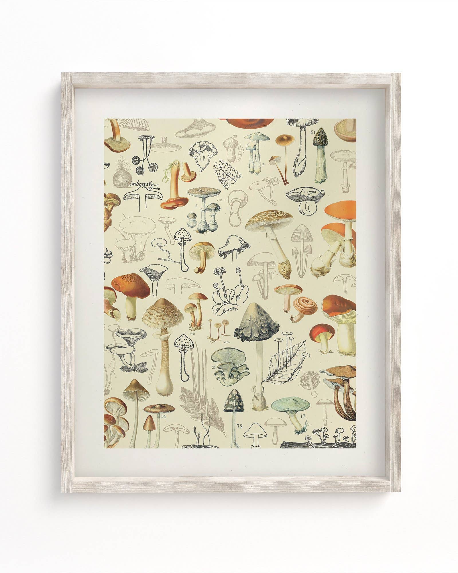 Mushrooms Plate 2 Museum Print - Mortise And Tenon