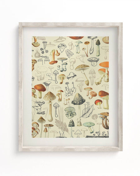 Mushrooms Plate 2 Museum Print - Mortise And Tenon
