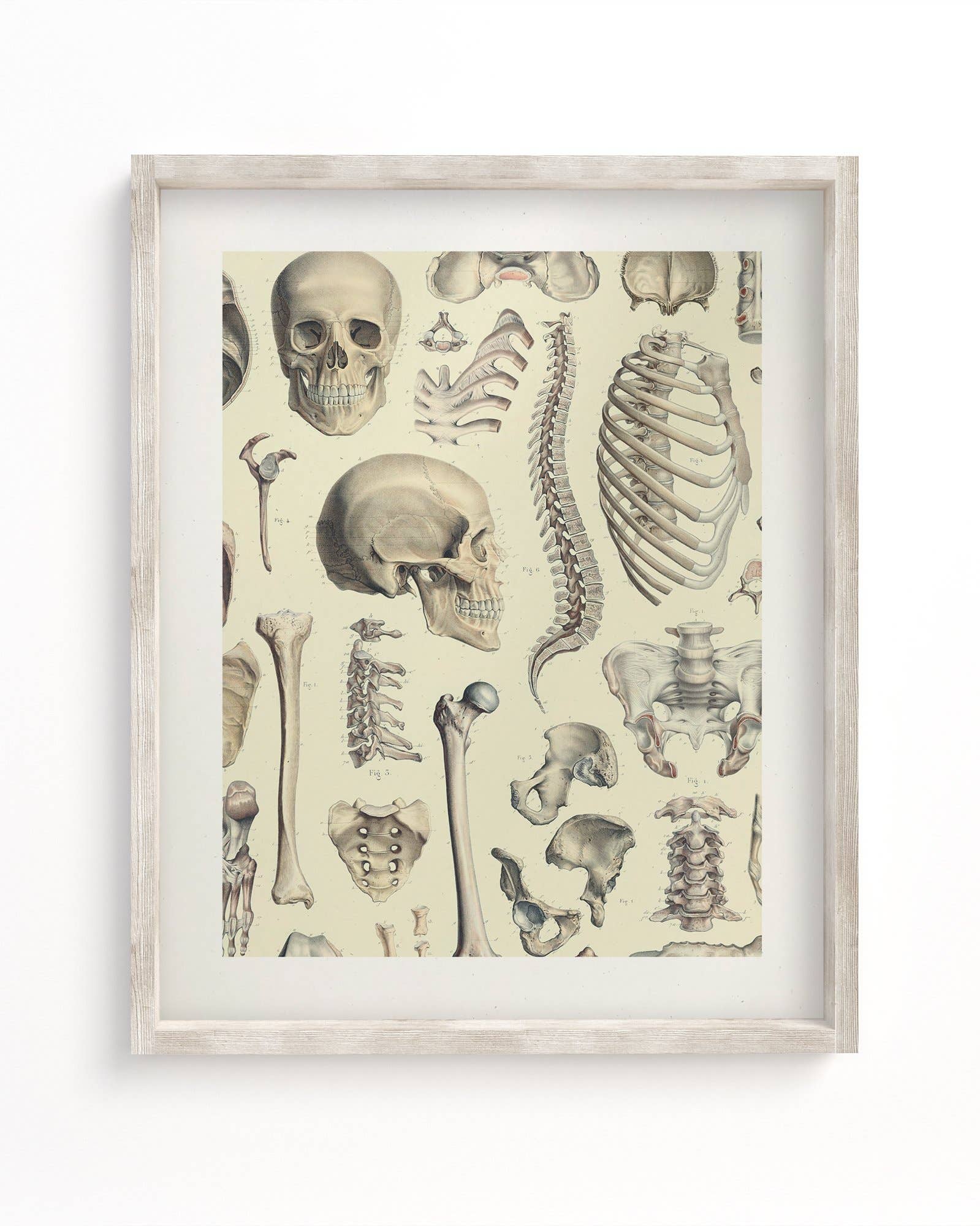 Skeleton Museum Print - Mortise And Tenon