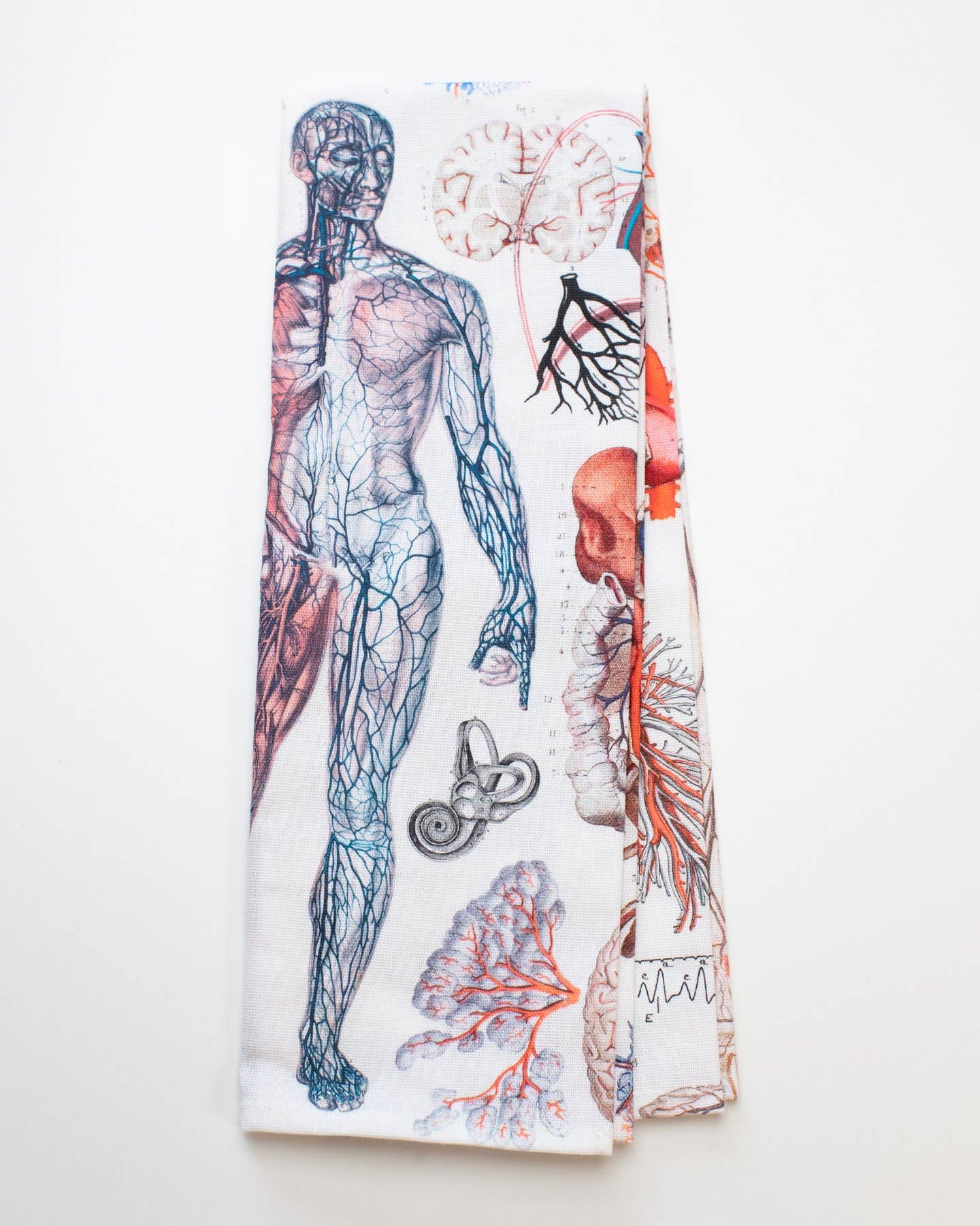 Human Anatomy Printed Tea Towel - Mortise And Tenon