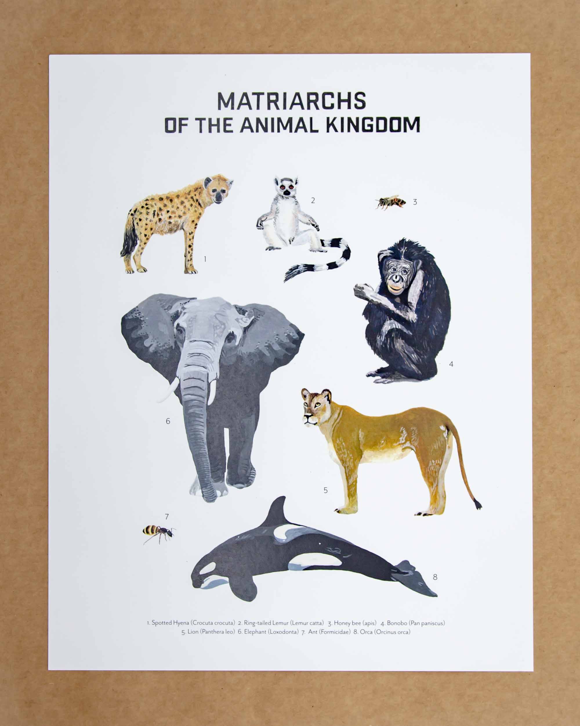 Front Paper Matriarchs of the Animal Kindgom Large Print - Mortise And Tenon